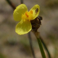 Xyris complanata R.Br.
